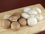 mushroom001.jpg