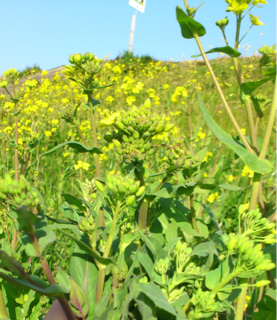 image-20130305114441.png