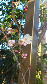 image-20130305114453.png