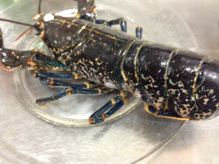 image-20130722145301.png